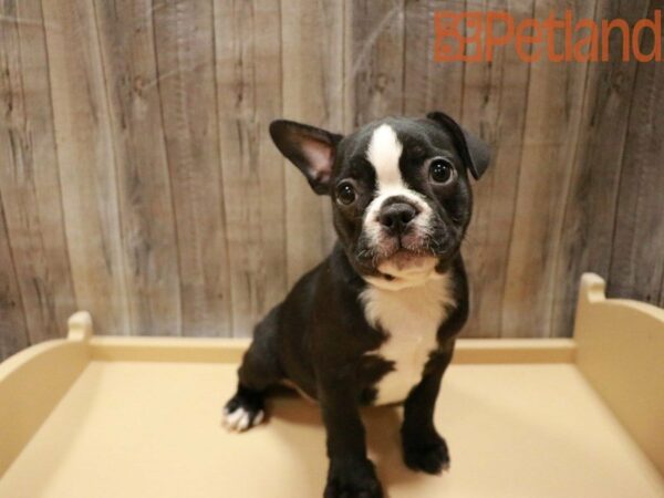 Frenchton DOG Male Blk/Wht 27795 Petland Racine, Wisconsin