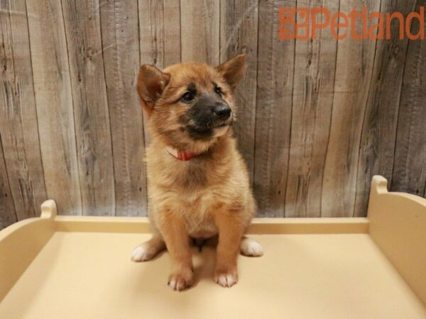 Shiba Inu DOG Female 27794 Petland Racine, Wisconsin