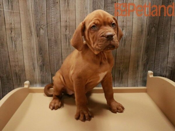 Dogue de Bordeaux DOG Female 27790 Petland Racine, Wisconsin