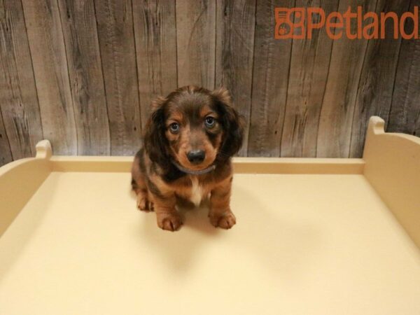 Dachshund DOG Male Chk/Tan 27787 Petland Racine, Wisconsin