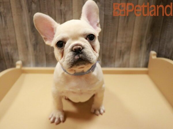 French Bulldog DOG Male Cream 27786 Petland Racine, Wisconsin