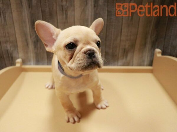 French Bulldog DOG Male Fawn 27785 Petland Racine, Wisconsin