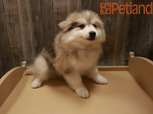 Pomsky 2nd Gen DOG Female Red Merle 27782 Petland Racine, Wisconsin