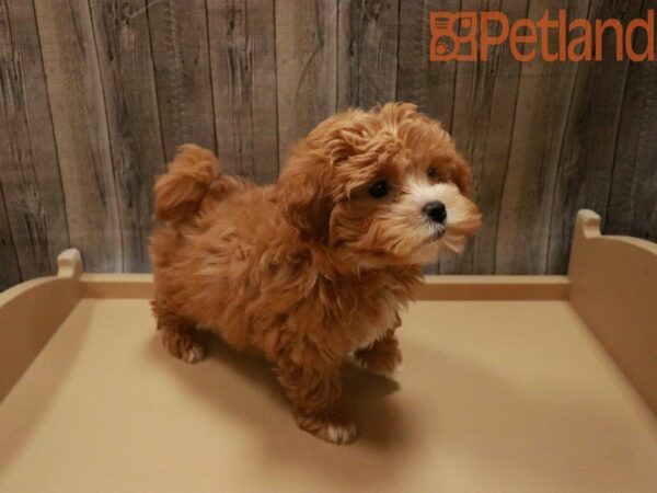 Maltipoo DOG Female Cream 27781 Petland Racine, Wisconsin