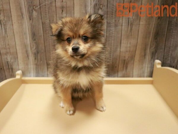 Pomeranian DOG Female Wolf Sable 27779 Petland Racine, Wisconsin