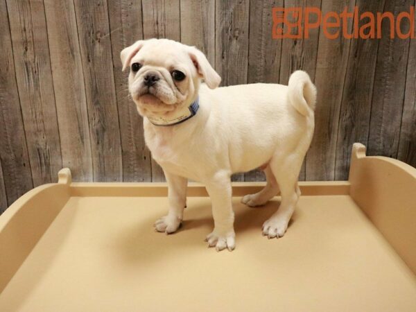 Pug DOG Male White 27778 Petland Racine, Wisconsin