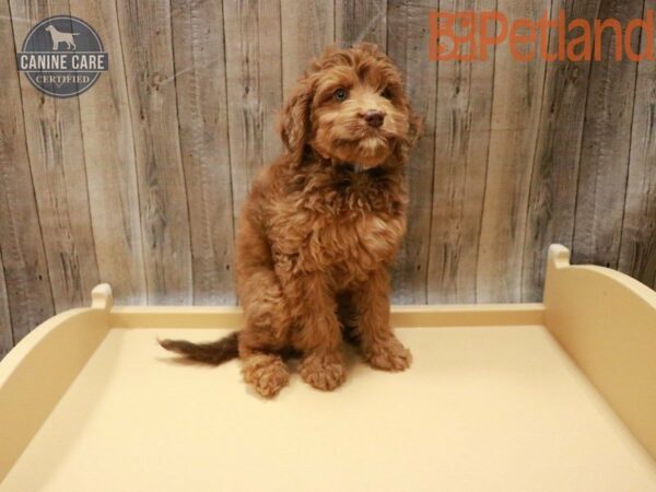 Mini Goldendoodle DOG Male Chocolate Merle 27776 Petland Racine, Wisconsin