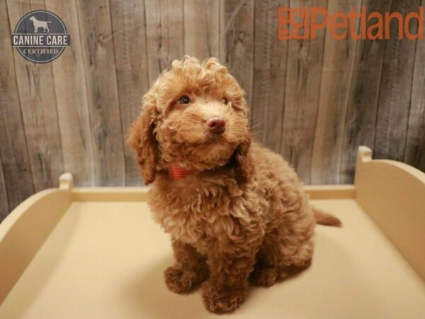 Mini Goldendoodle-DOG-Female-Apricot-27772-Petland Racine, Wisconsin