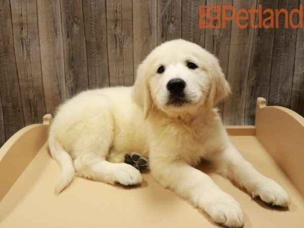 Golden Retriever DOG Male Cream 27774 Petland Racine, Wisconsin