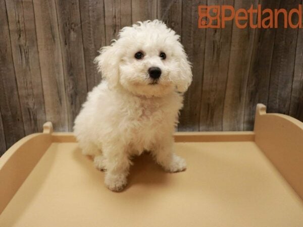 Bichon Frise DOG Male White 27773 Petland Racine, Wisconsin