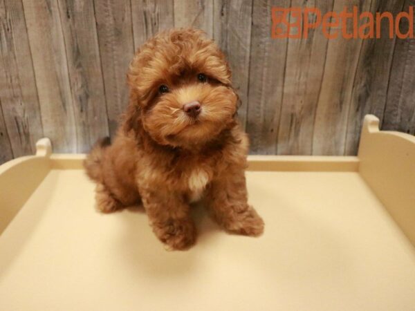 Lhasapoo DOG Male Red Chocolate 27770 Petland Racine, Wisconsin