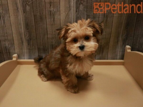 Morkie DOG Male Brown 27768 Petland Racine, Wisconsin