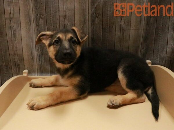 German Shepherd DOG Female 27792 Petland Racine, Wisconsin