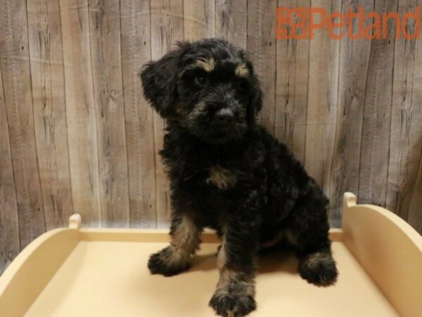 Giant Schnauzer DOG Male 27799 Petland Racine, Wisconsin