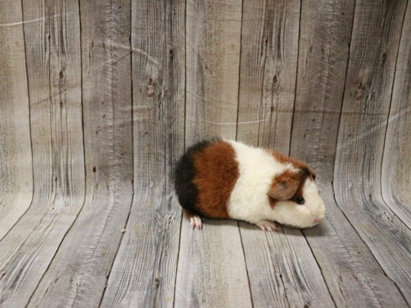 Teddy-GUINEA PIG-Male--27802-Petland Racine, Wisconsin