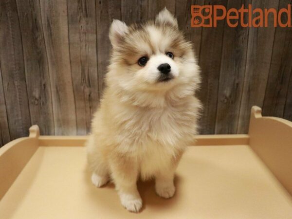 Pomsky DOG Female Sable / White 27826 Petland Racine, Wisconsin