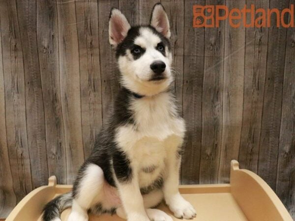 Siberian Husky-DOG-Male-Black / White-27822-Petland Racine, Wisconsin