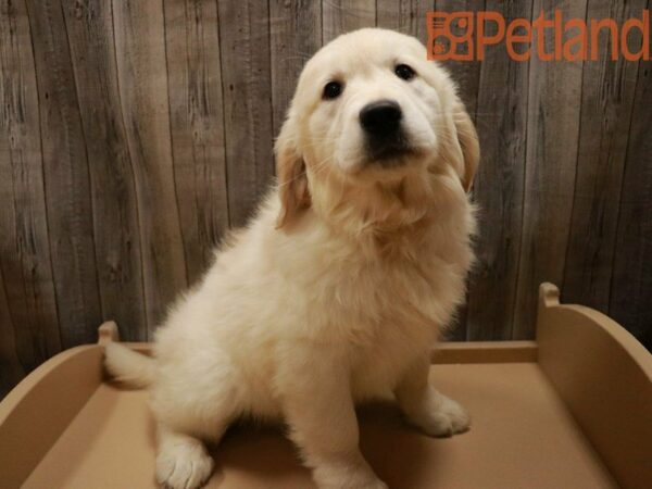 Golden Retriever DOG Female Cream 27820 Petland Racine, Wisconsin