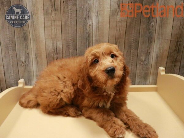 Goldendoodle Mini DOG Male Dark Red 27819 Petland Racine, Wisconsin