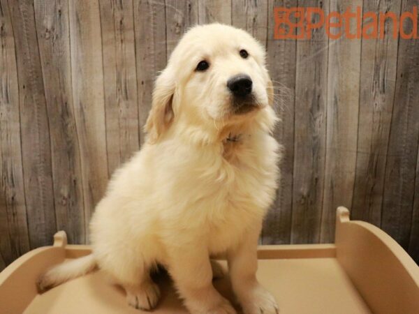 Golden Retriever DOG Male Cream 27818 Petland Racine, Wisconsin