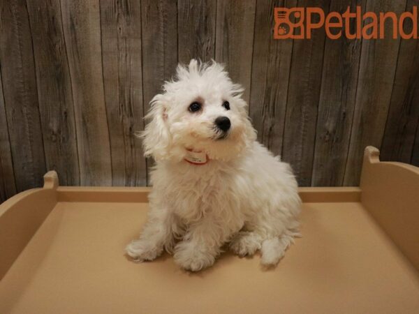 Bichon Frise DOG Female White 27817 Petland Racine, Wisconsin