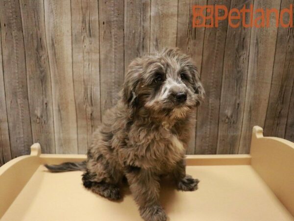 Mini Goldendoodle 3rd Gen DOG Female Blue Merle 27814 Petland Racine, Wisconsin