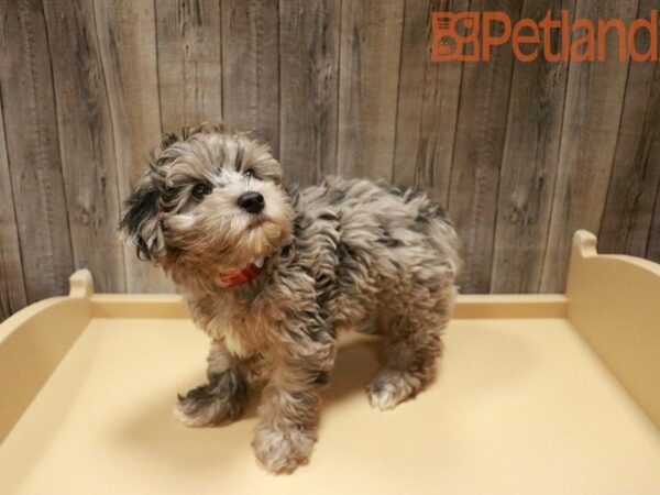 Yorkie DOG Female Blue Merle 27823 Petland Racine, Wisconsin