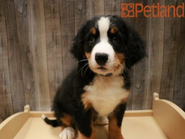 Bernese Mountain Dog DOG Male Tri-Colored 27813 Petland Racine, Wisconsin