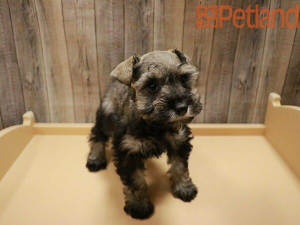 Miniature Schnauzer DOG Female Salt / Pepper 27812 Petland Racine, Wisconsin