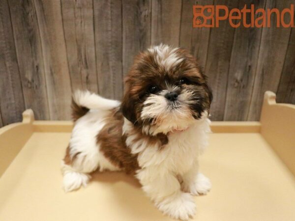 Shih Tzu DOG Female Brown / White 27811 Petland Racine, Wisconsin