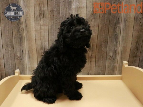 Cock A Poo DOG Male Black 27808 Petland Racine, Wisconsin