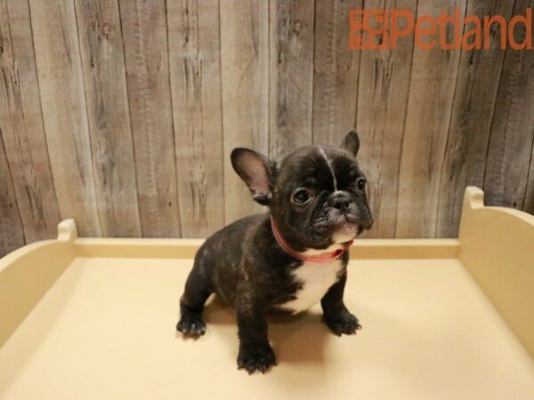 French Bulldog DOG Male Black 27856 Petland Racine, Wisconsin