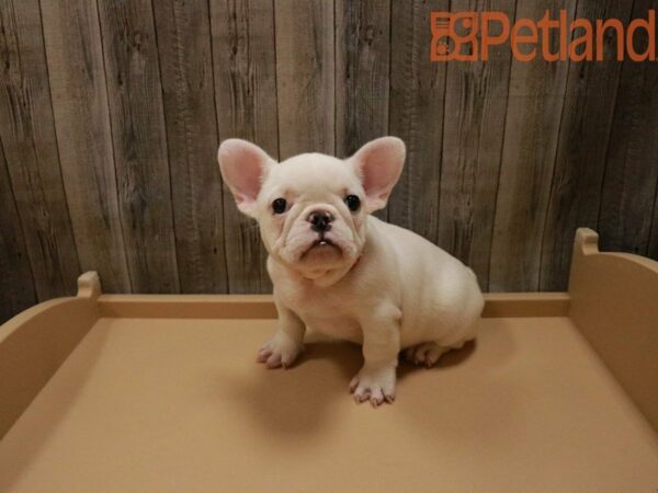 French Bulldog DOG Male White 27855 Petland Racine, Wisconsin