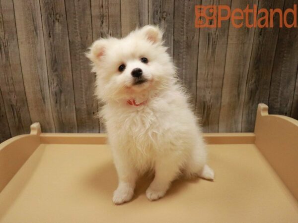 Pomeranian/American Eskimo DOG Female White 27854 Petland Racine, Wisconsin