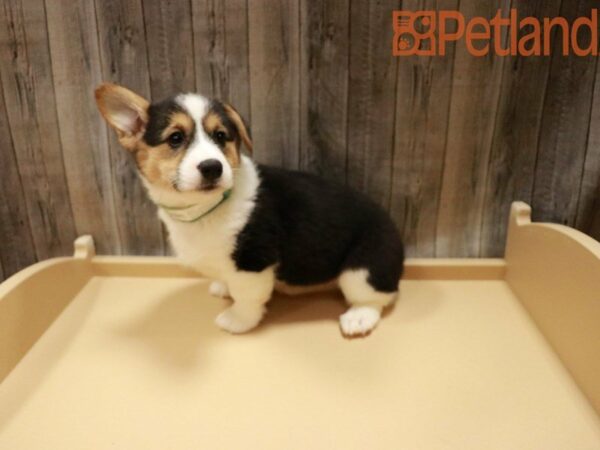 Pembroke Welsh Corgi DOG Female Black / Tan 27851 Petland Racine, Wisconsin