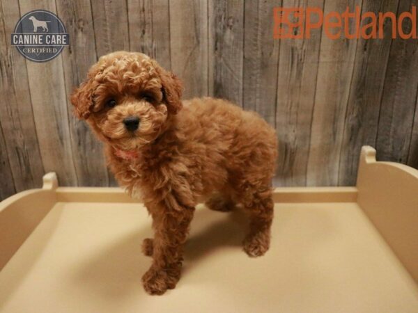 Poodle DOG Male Red 27841 Petland Racine, Wisconsin