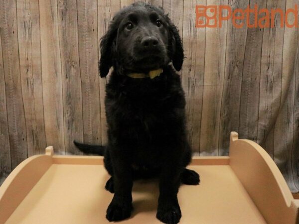 Goldendoodle DOG Male Black 27837 Petland Racine, Wisconsin