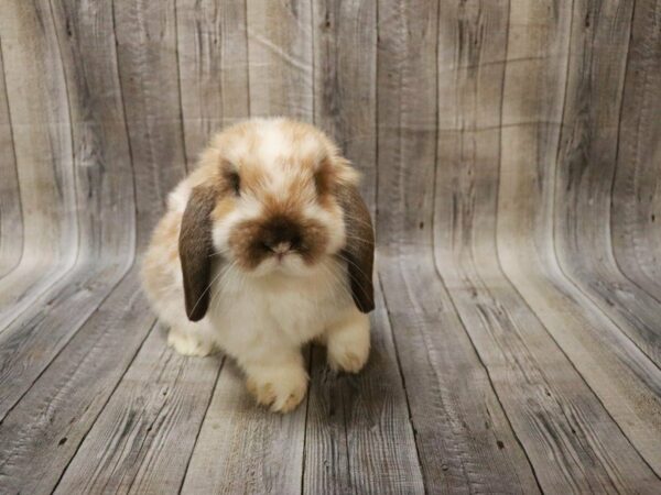 Holland Lop-RABBIT-Male--27834-Petland Racine, Wisconsin