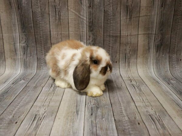 Holland Lop-RABBIT-Female--27836-Petland Racine, Wisconsin