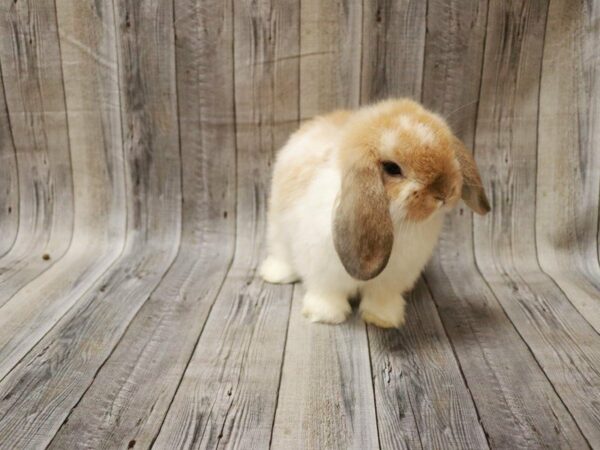 Holland Lop RABBIT Male 27833 Petland Racine, Wisconsin