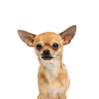 Petland Racine, Wisconsin Chihuahua