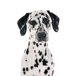 Petland Racine, Wisconsin Dalmatian
