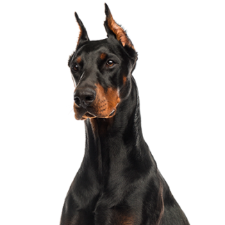 Petland Racine, Wisconsin Doberman Pinscher