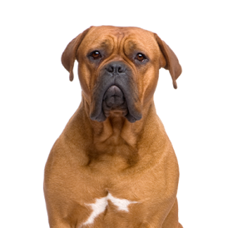 Petland Racine, Wisconsin Dogue de Bordeaux