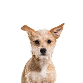 Petland Racine, Wisconsin Chipoo