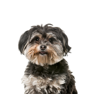 Petland Racine, Wisconsin Shihpoo