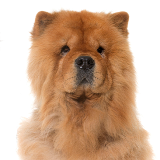 Petland Racine, Wisconsin Chow Chow