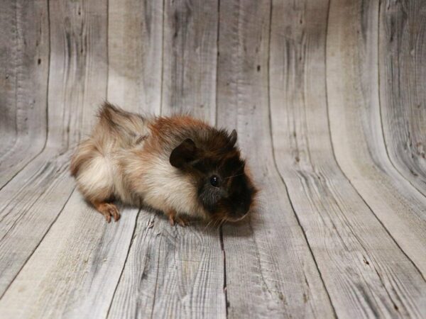 Abyssinian Guinea Pig-GUINEA PIG-Male--27232-Petland Racine, Wisconsin