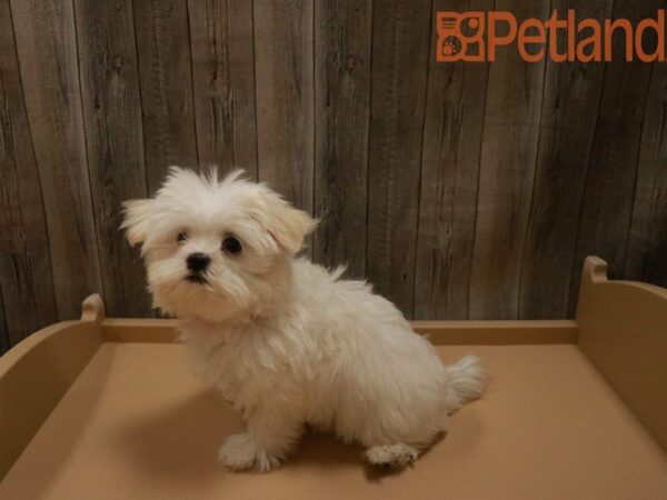 Maltese DOG Male White 27630 Petland Racine, Wisconsin