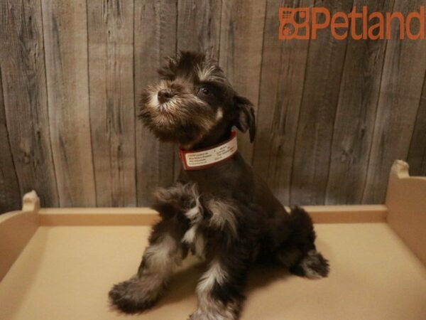 Miniature Schnauzer DOG Female Chocolate and Tan 27652 Petland Racine, Wisconsin